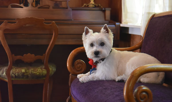 Kennel-less Dog Boarding